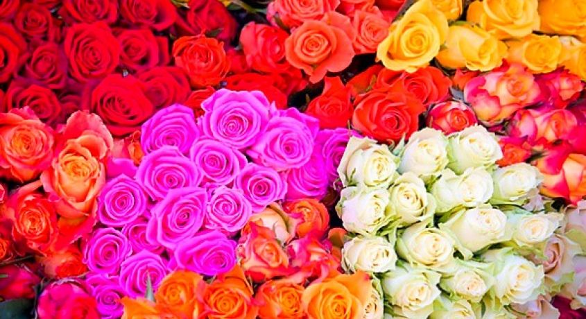 Замечательный подарок к 8 марта! Букет из 11 голландских разноцветных роз 60 см со скидкой 50% в салоне цветов «Розовая Пантера»