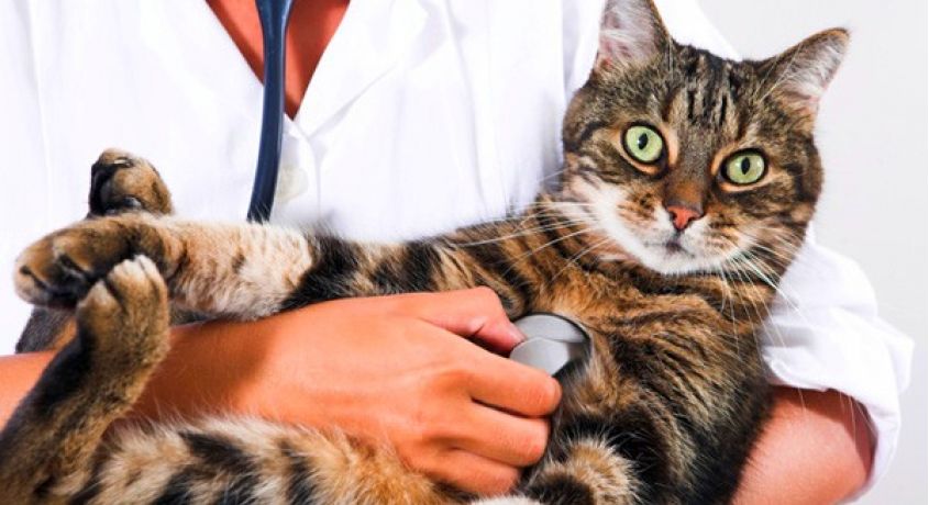 Здоровый питомец - счастливый хозяин! Стерилизация кошек, кастрация котов, снятие зубного камня и вакцинация с выездом на дом.