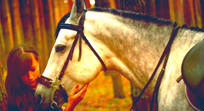 Ты — бог, если у тебя есть лошадь! Конные прогулки по лесу со скидкой 70% от конного клуба «Рублевские Зори».