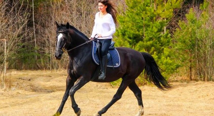 Ты — бог, если у тебя есть лошадь! Конные прогулки по лесу со скидкой 70% от конного клуба «Рублевские Зори».