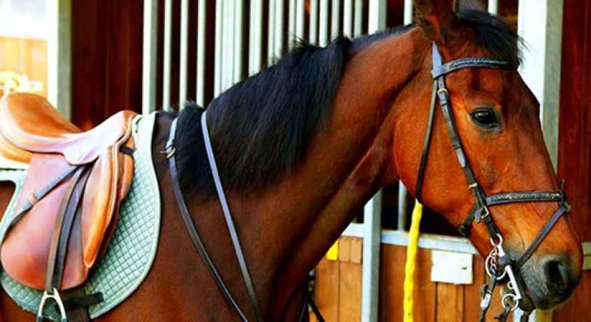 Катайся – и будь здоров! Конные прогулки верхом со скидкой 50% от конно-спортивного клуба «Мономах».