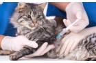 Вакцинация кошки Отечественная